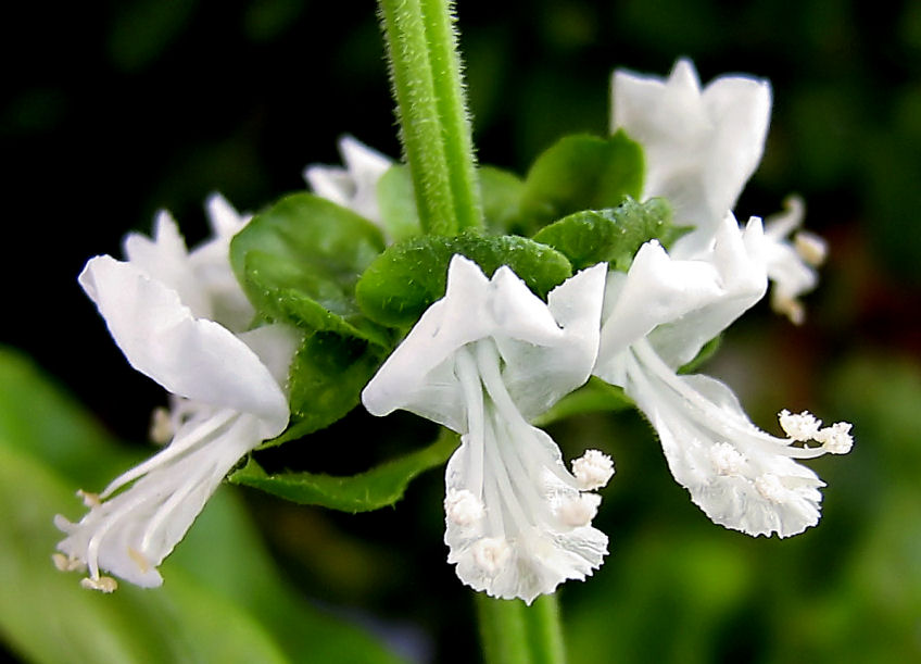 Fiori e foglie